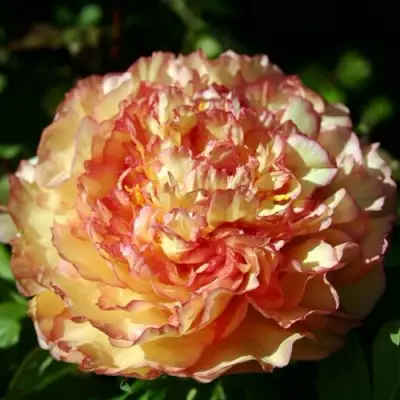 Пион ЗОЛОТАЯ РОССЫПЬ древовидный в Молодечно