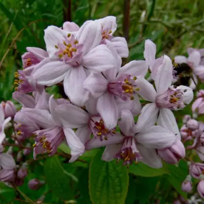 Дейция МОУНТ РОУЗ в Молодечно