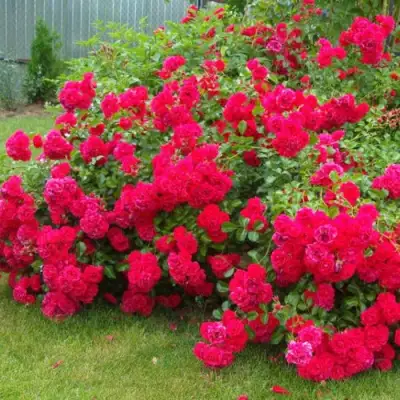 Роза РАДОСТЬ САДОВНИКА (ГАРТЕН ФРОЙДЕ) почвопокровная в Молодечно