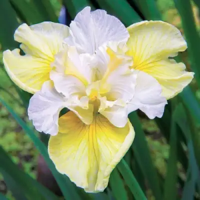 Ирис ЙЕЛЛОУ ТЕЙЛ сибирский в Молодечно