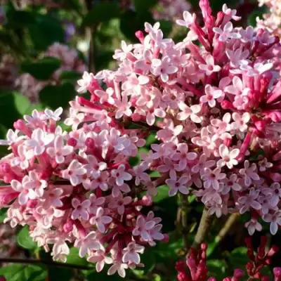 Сирень РЕД ПИКСИ в Молодечно