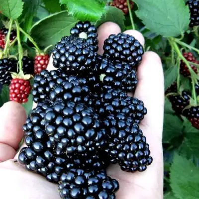 Ежевика ПОЛАР бесшипная  в Молодечно