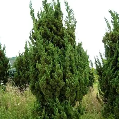 Можжевельник КАЙЗУКА китайский в Молодечно