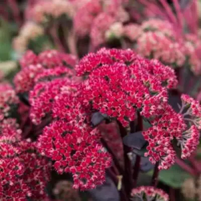 Очиток (седум) РЕД КАУЛИ в Молодечно