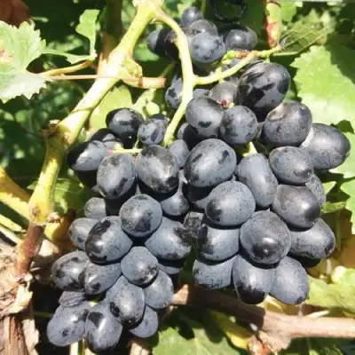 виноград кишмиш Аттика