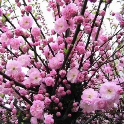 Миндаль ТРЁХЛОПАСТНЫЙ (луизеания) в Молодечно