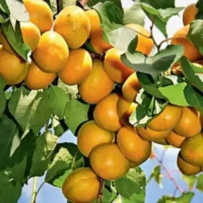 Абрикос БРЯНСКИЙ РАННИЙ в Молодечно