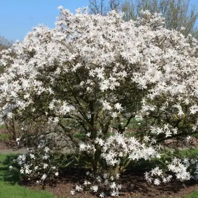 Магнолия КОБУС в Молодечно