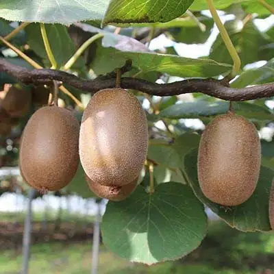 Актинидия ЗАКАРПАТЬЕ киви в Молодечно