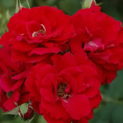 Роза ЧАМПЛЕЙН флорибунда в Молодечно