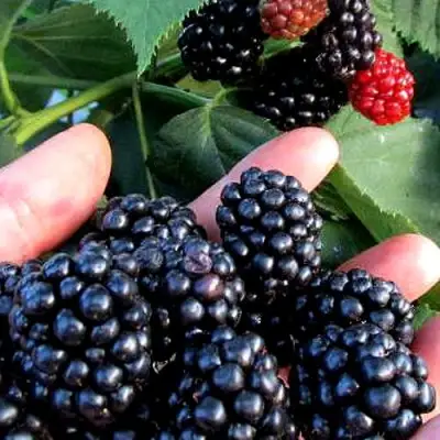 Ежевика ЭВЕРГРИН бесшипная  в Молодечно