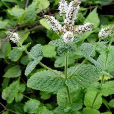 Мята яблочная в Молодечно