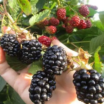 Ежевика НАВАХО бесшипная  в Молодечно