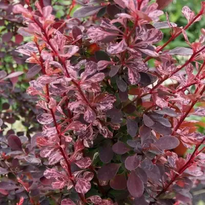 Барбарис РОУЗ ГЛОУ тунберга в Молодечно