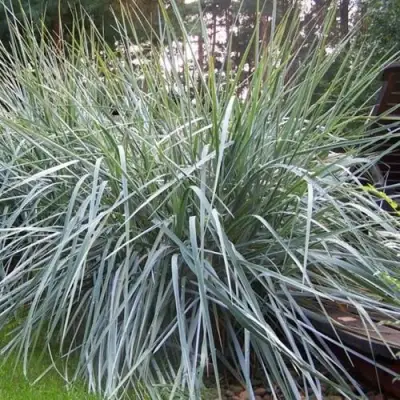 Элимус БЛЮ ДЮН песчаный в Молодечно