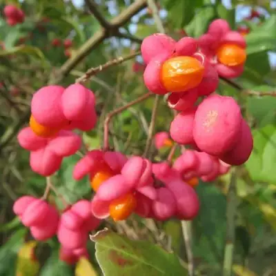 Бересклет ЕВРОПЕЙСКИЙ в Молодечно