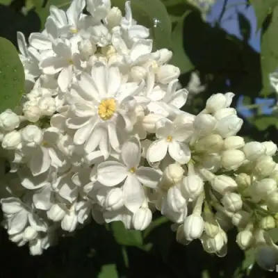 Сирень РОЧЕСТЕР в Молодечно