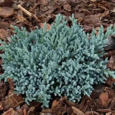 Можжевельник БЛЮ СПАЙДЕР чешуйчатый в Молодечно