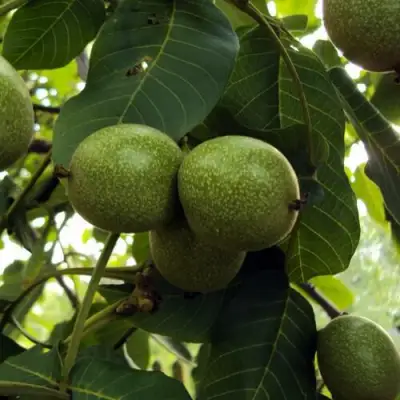 Грецкий орех ПИНСКИЙ в Молодечно
