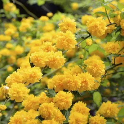 Керрия японская АУРЕОВАРИЕГАТТА в Молодечно