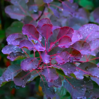 Скумпия ГРЕЙС в Молодечно