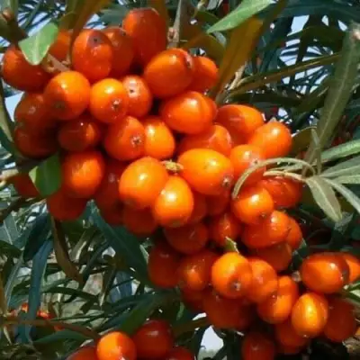 Облепиха ПЛАМЕННАЯ в Молодечно