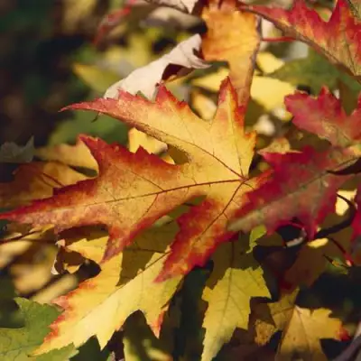 Клен серебристый в Молодечно