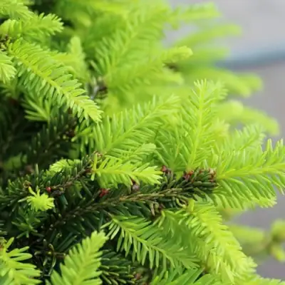 Ель НИДИФОРМИС обыкновенная в Молодечно