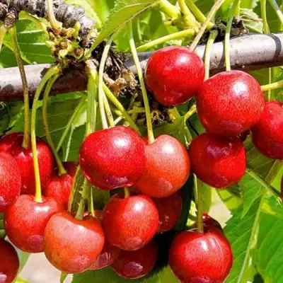 Черешня БЮТТНЕРА КРАСНАЯ в Молодечно