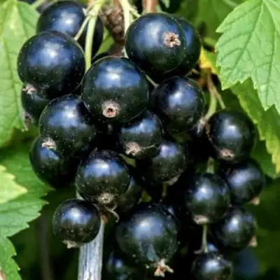 Смородина чёрная СЕЛЕЧЕНСКАЯ в Молодечно