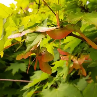 Клен ложноплатановый в Молодечно