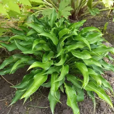 Хоста ГАРРИ ВАН ТРИЕР в Молодечно