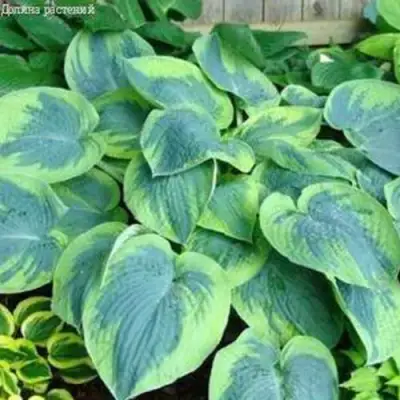 Хоста ТОКУДАМА ФЛАВОЦИРЦИНАЛИС гибридная в Молодечно