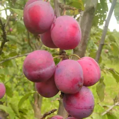 Слива ЭДИНБУРГСКАЯ в Молодечно