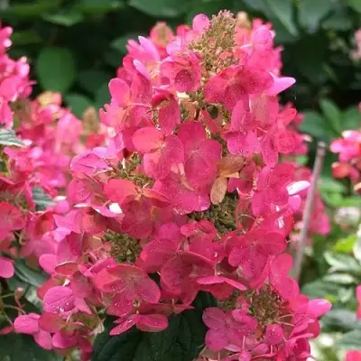 Гортензия МЕГА МИНДИ метельчатая в Молодечно