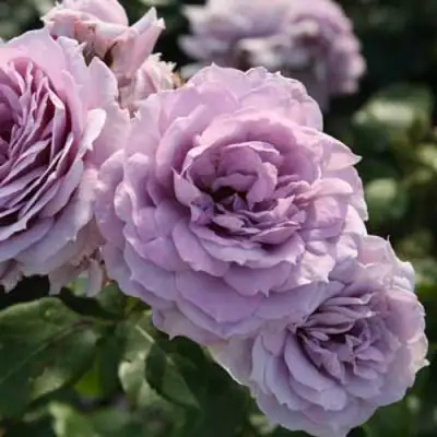 Роза НОВАЛИС флорибунда в Молодечно