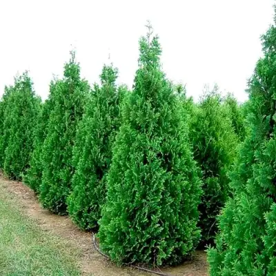 Туя СПИРАЛИС западная в Молодечно