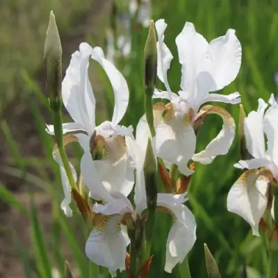 Ирис АЛЬБА сибирский в Молодечно