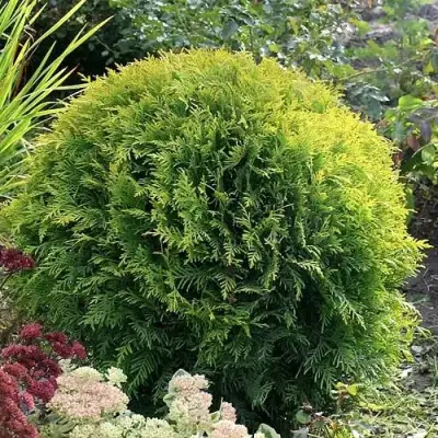 Туя ЕЛЛОУ ГЛОБ западная в Молодечно