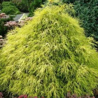 Кипарисовик ФИЛИФЕРА АУРЕА горохоплодный в Молодечно