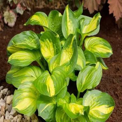 Хоста ЭМЕРАЛЬД ЧАРДЖЕР гибридная в Молодечно