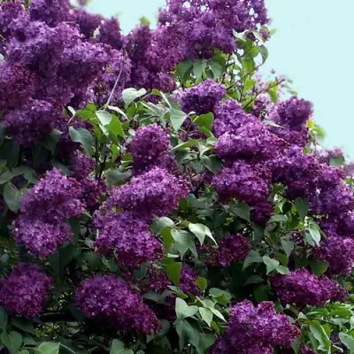 Сирень ИНДИЯ в Молодечно