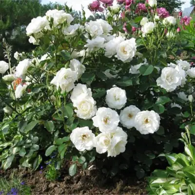 Роза АЛАБАСТЕР флорибунда в Молодечно