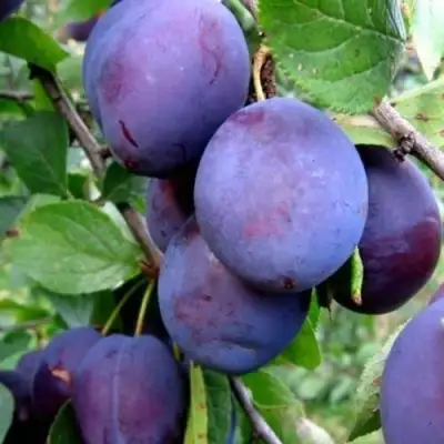 Слива ПЕРДРИГОН в Молодечно