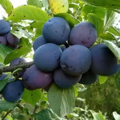 Слива КРОМАНЬ в Молодечно