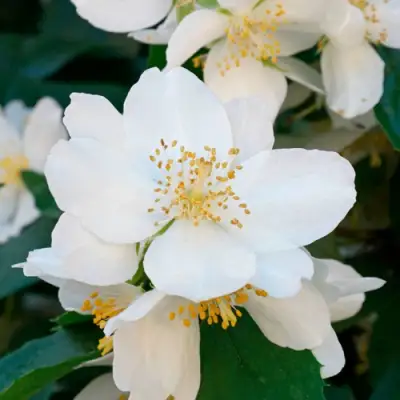 Жасмин ЮСТИНКА в Молодечно