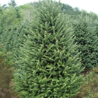 Пихта ФРАЗЕРА в Молодечно