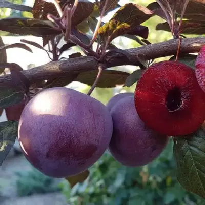 Слива ПАННА в Молодечно