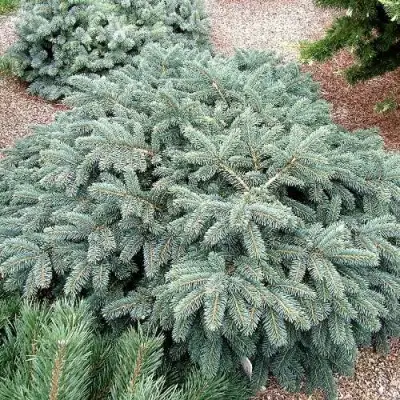 Ель НАНА сизая в Молодечно