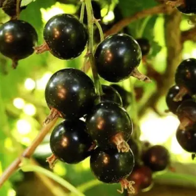 Смородина чёрная НАРА в Молодечно